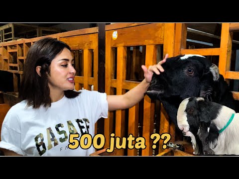 Kambing Paling Ganteng