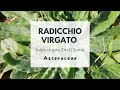 RADICCHIO VIRGATO IN ROSETTA BASALE - Tolpis virgata (Desf.) Bertol. - Rush Hawkweed - Tall Tolpis