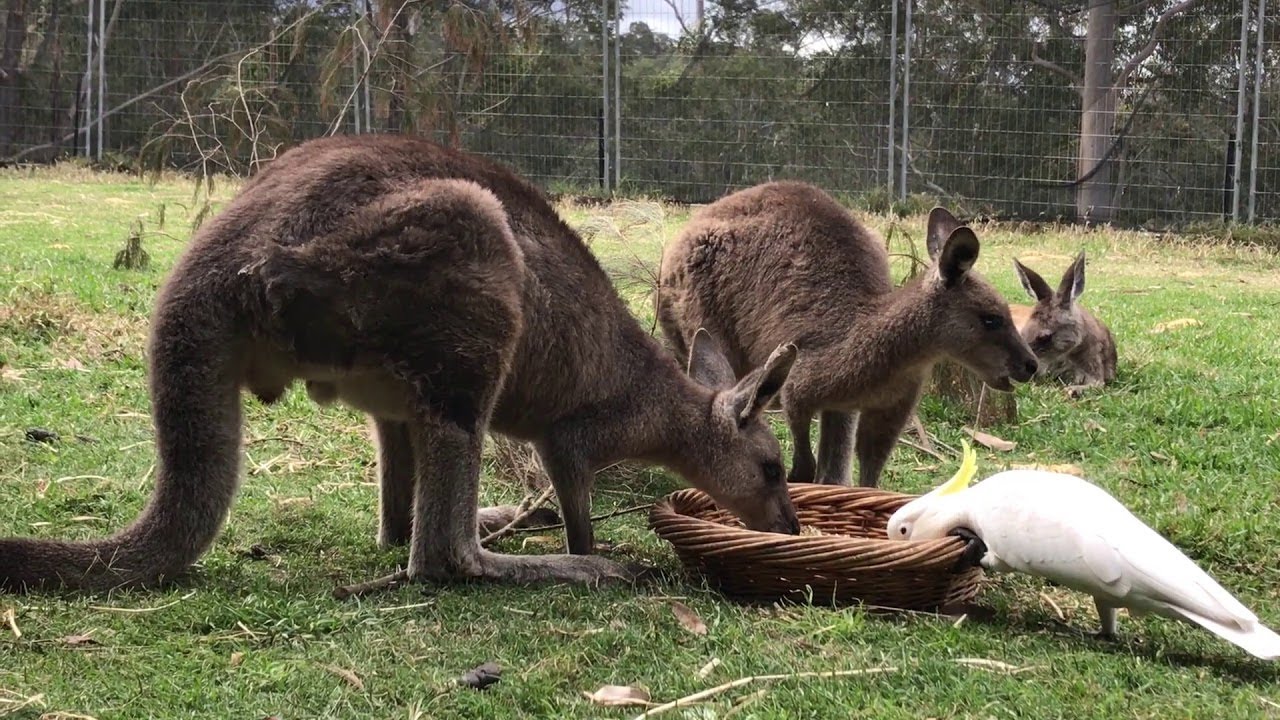 Cockatoo Steals Kangaroos Food || ViralHog