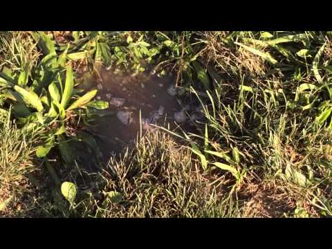 Catching ground squirrel part 2