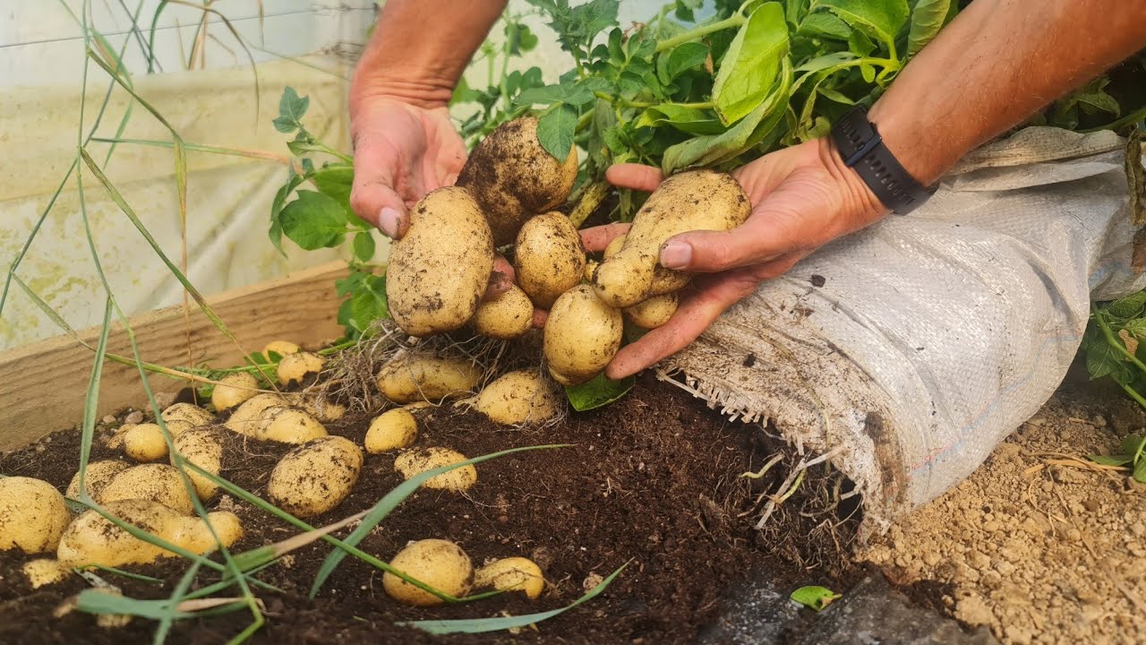 Лучший урожай картофеля на сегодняшний день - сажайте его таким образом!!