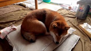 祝ショコラフレンチ復刻