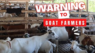 Don't Make These Mistakes In Goat Farming | Value Farm's Advice For Upcoming Goat Farmers.