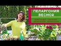 УХОД ЗА ПЕЛАРГОНИЕЙ ВЕСНОЙ - пересадка, обрезка, удобрения, обработка