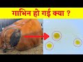 How to detect cow pregnancy