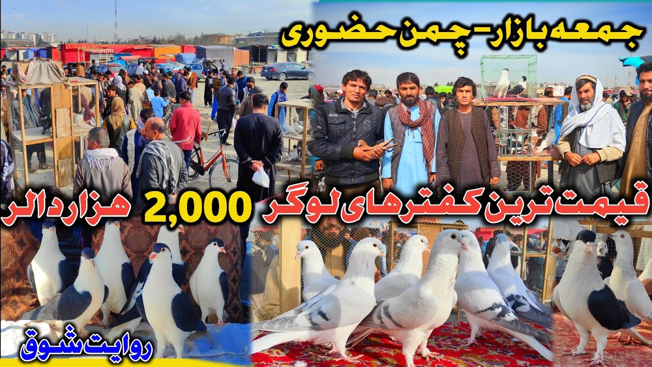 فایده و تاوان | قیمت ترین کفترهای لوگر 2,000 هزار دالر | جمعه بازار چمن حضوری |کشمکش خرید کفتر قیمتی