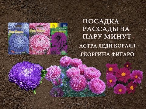 Как высадить Астру