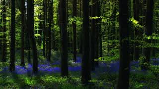 🐦 Слушать пения лесных птиц в солнечном майском лесу расслабляющие звуки природы в весеннем лесу