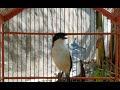 Pagi Pagi Cendet Bakalan Gacor Ngerol Panjang Setelah Dengar Suara Pancingan Ini Mp3 - Mp4 Download