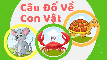 Câu đố vui cho bé về con vật đố bé con gì dạy bé học con vật 2| Giáo dục trẻ em ECE