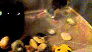 201112 Asha Swimmy Pool