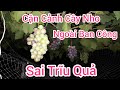 Vườn nho trên sân thượng của em