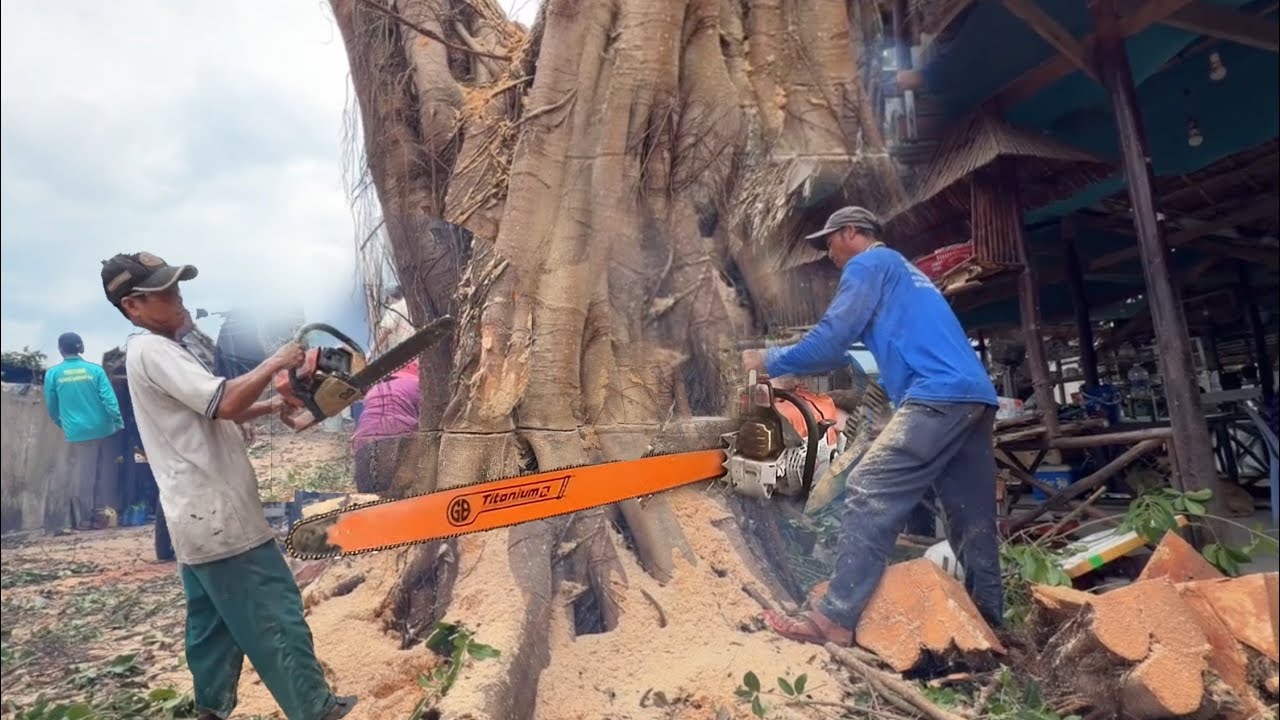 CƯA Gốc Cây Xọp To Khổng Lồ Nhiều Thân 