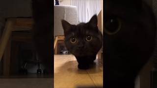 Wait… you live here too? 😼 #shorts #cat