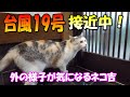 台風19号接近で外の様子が気になって仕方ない三毛猫ネコ吉