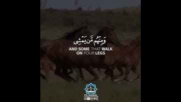 القارئ صلاح ابو خاطر (سورة النور) //صوت عذب ♥️🌿🌺