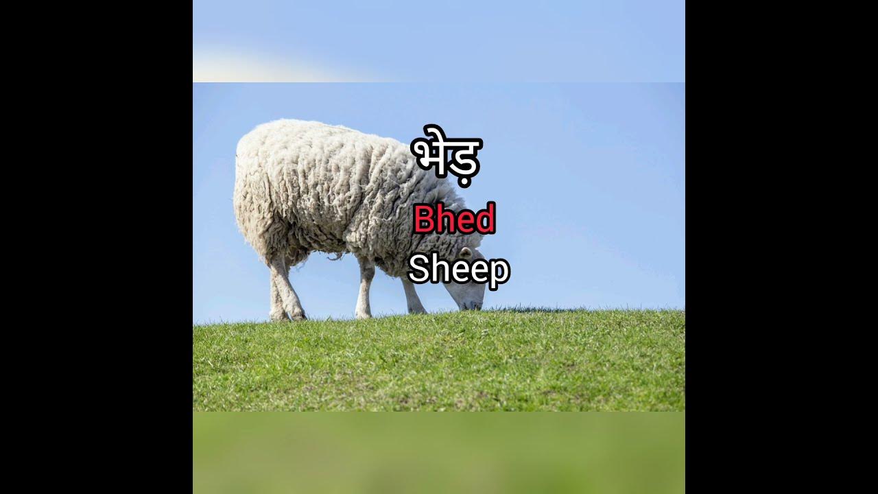 sheep-meaning-in-hindi-with-picture-and-sound-sheep-matlab-kya-hai