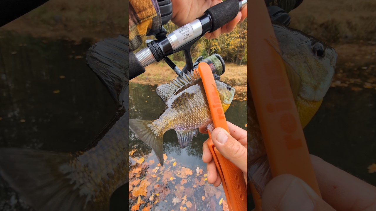 buy saltwater fly reel Silvertip Predator Large Arbor Reel