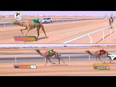 الشوط 1 الهنوف ل الامير تركي بن محمد فهد ال سعود 8 6 07 مهرجان ولي العهد 3 2021 8 17الطائف ثنايا