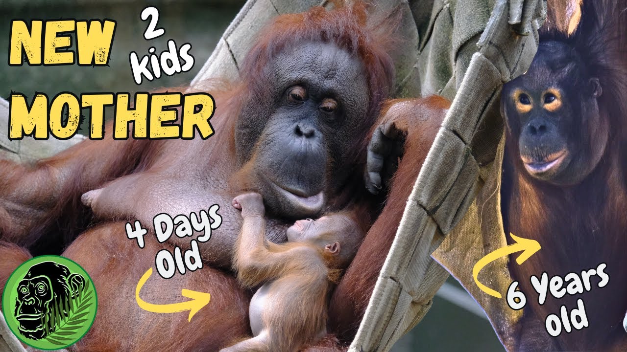 Son brings blanket for his Mum and her New Baby Orangutan
