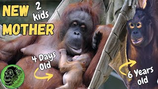 Son brings blanket for his Mum and her New Baby Orangutan