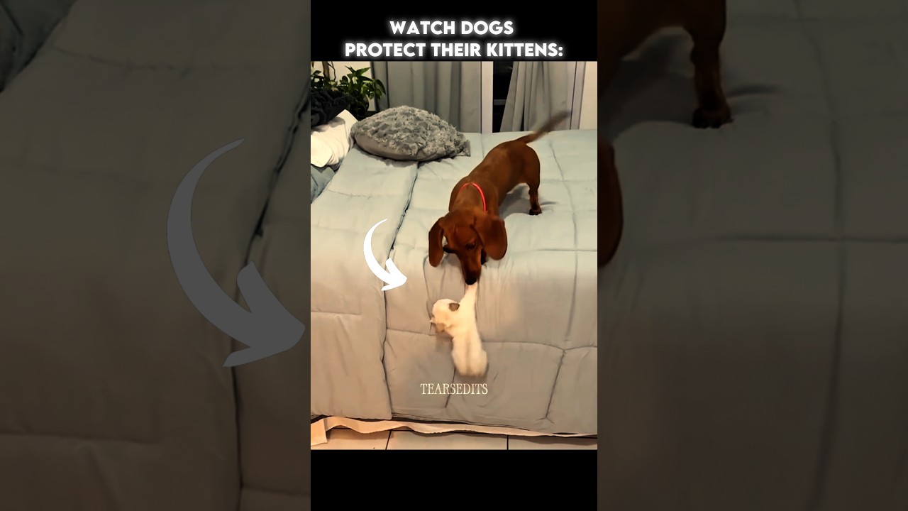 Dogs Protecting Their Kittens...