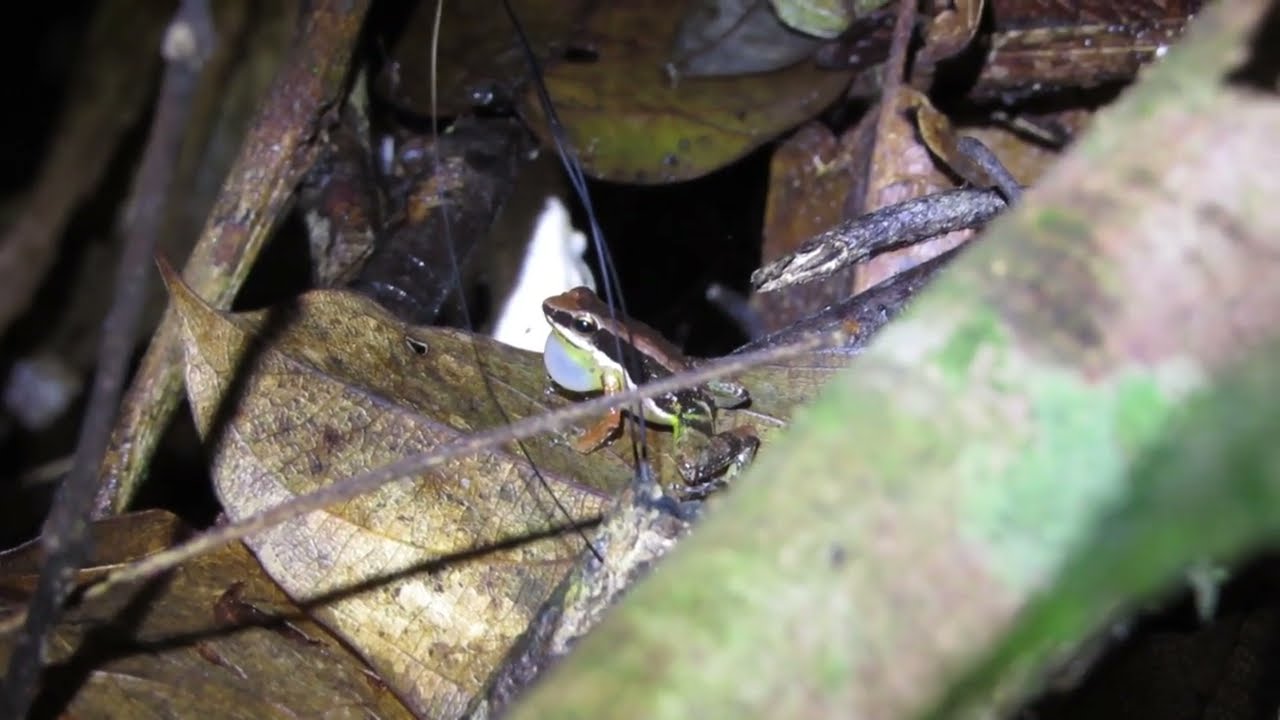 Allobates carajas - rã-cuidadora (FLONA Carajás)