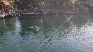 Dolphins Swimming at Puerto Aventuras, Mexico