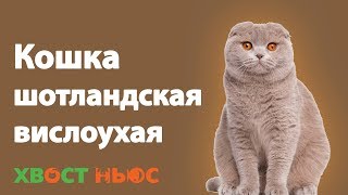 Шотландская вислоухая кошка - все о породе Шотландская вислоухая кошка - все о породе