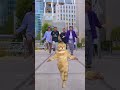 【ShortDance】猫ミーム踊ってみた!#catmemes
