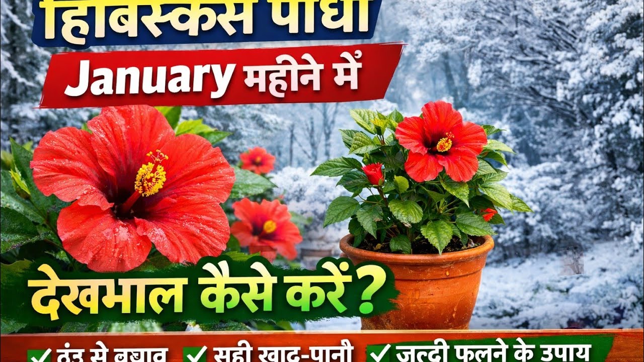 Hibiscus Plant January महीना में care करने से /hibiscus plant ka dekhbhal kaise kare