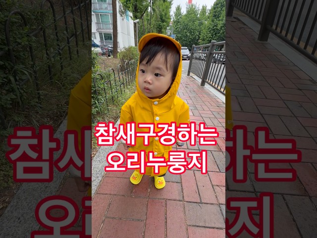 아기병아리