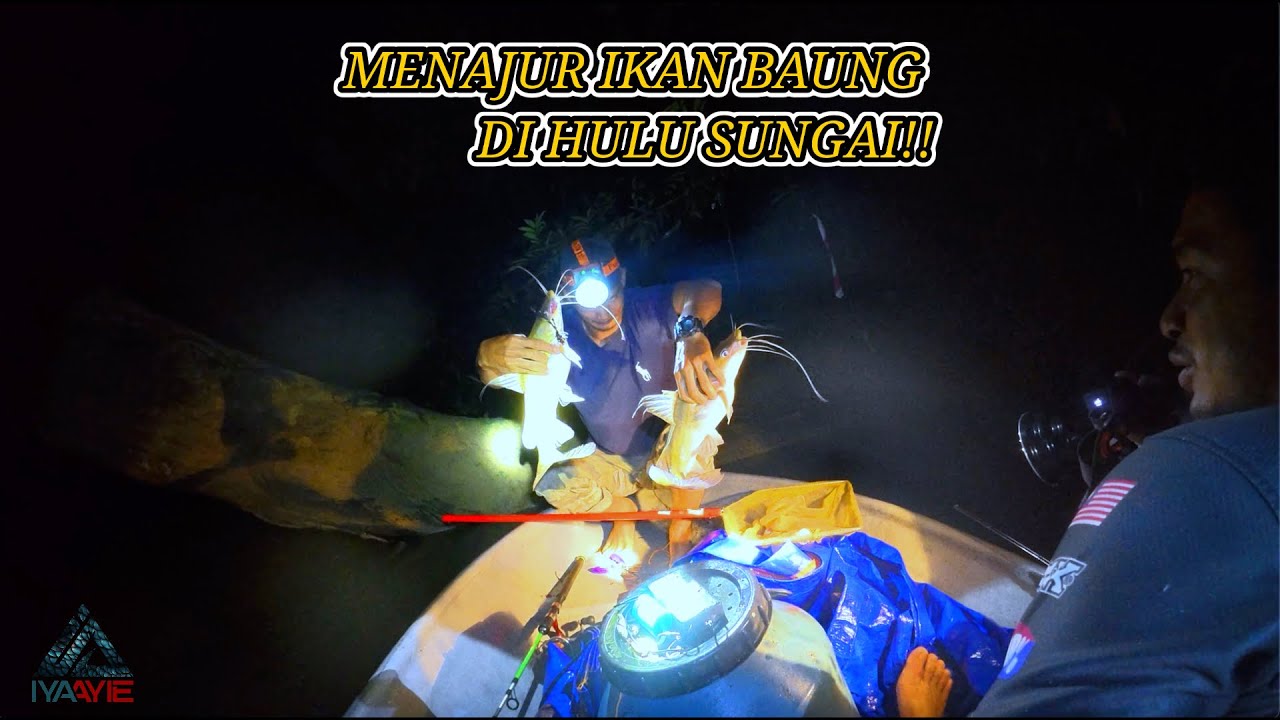 BAWAK TEKONG BEE MENAJUR IKAN BAUNG DI HULU SUNGAI.