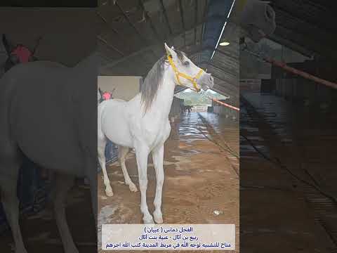 الفحل ربيع بن دماس مربط المدينة