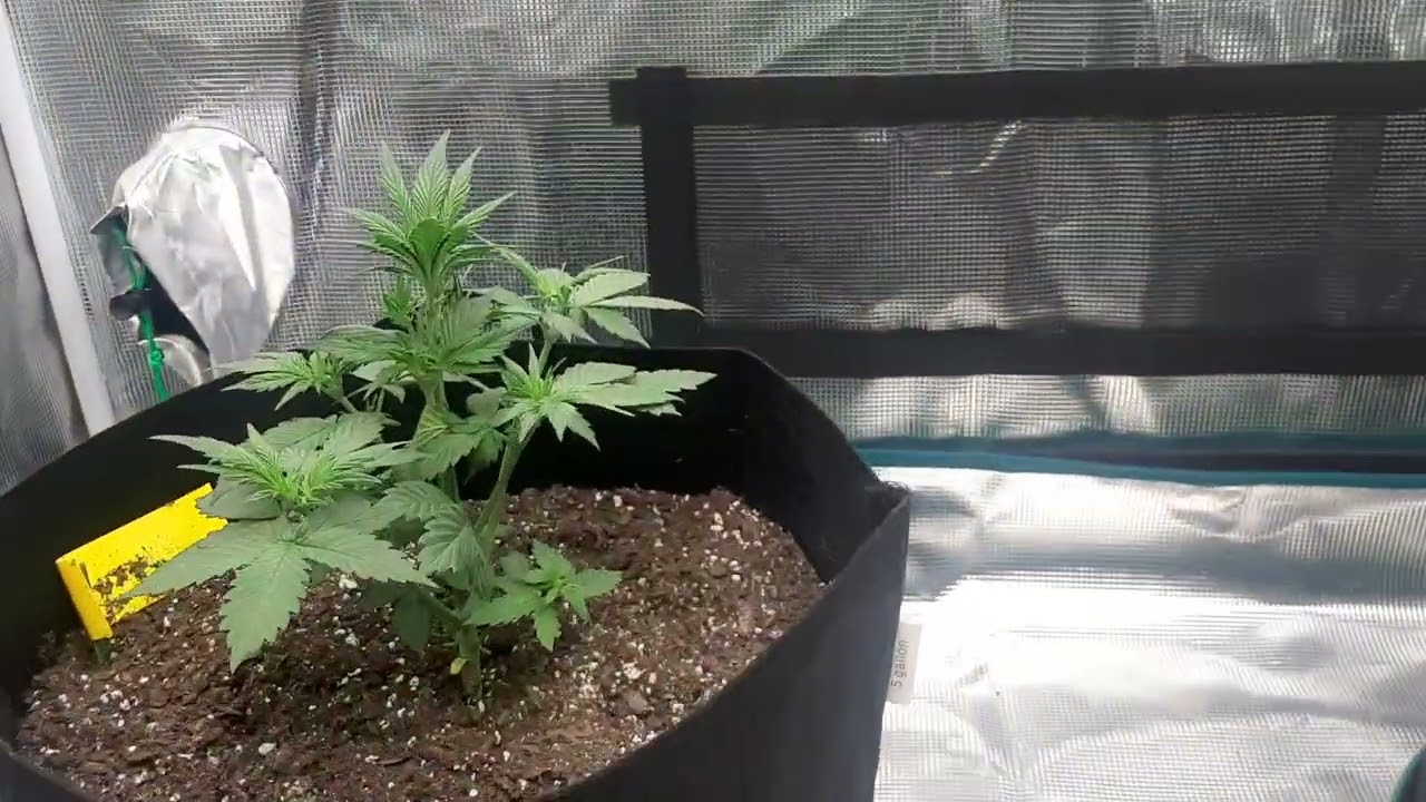 Defoliation 4 weeks Auto Flower 🌼