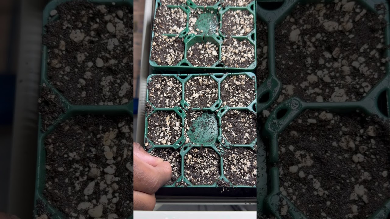 Seeding trays