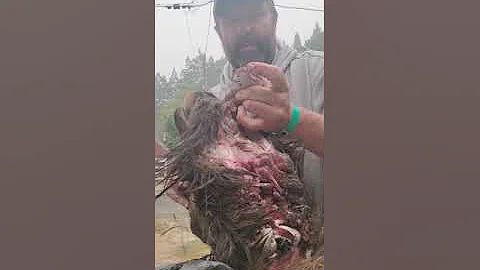 How to remove an elk or deer tongue for Lengua