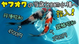 錦鯉 500ℓ オケ