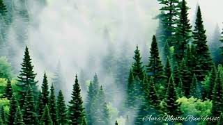 Mystic Forest Rain Ambient Calm Moving shadow Clouds Music Relaxing