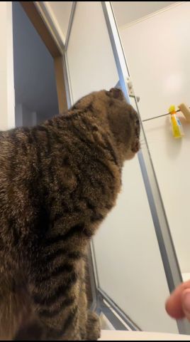 秘孔を突かれるなつめくん #スコティッシュフォールド折れ耳 #折れ耳 #猫 #ペット #猫のいる暮らし #猫好きさんと繋がりたい #猫のいる生活 #cats #猫のいる暮らし #可愛い #北斗の拳