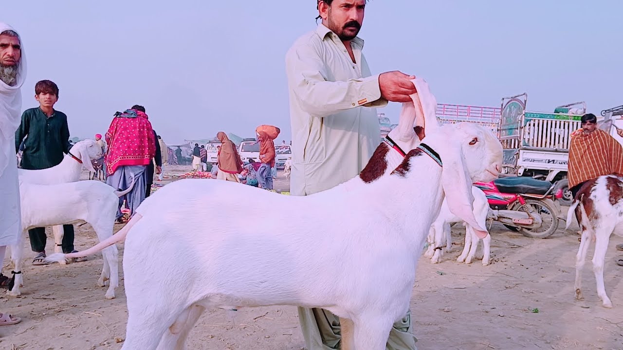 Khursheed Goats Farm Rajanpur | What’s New Today? - YouTube