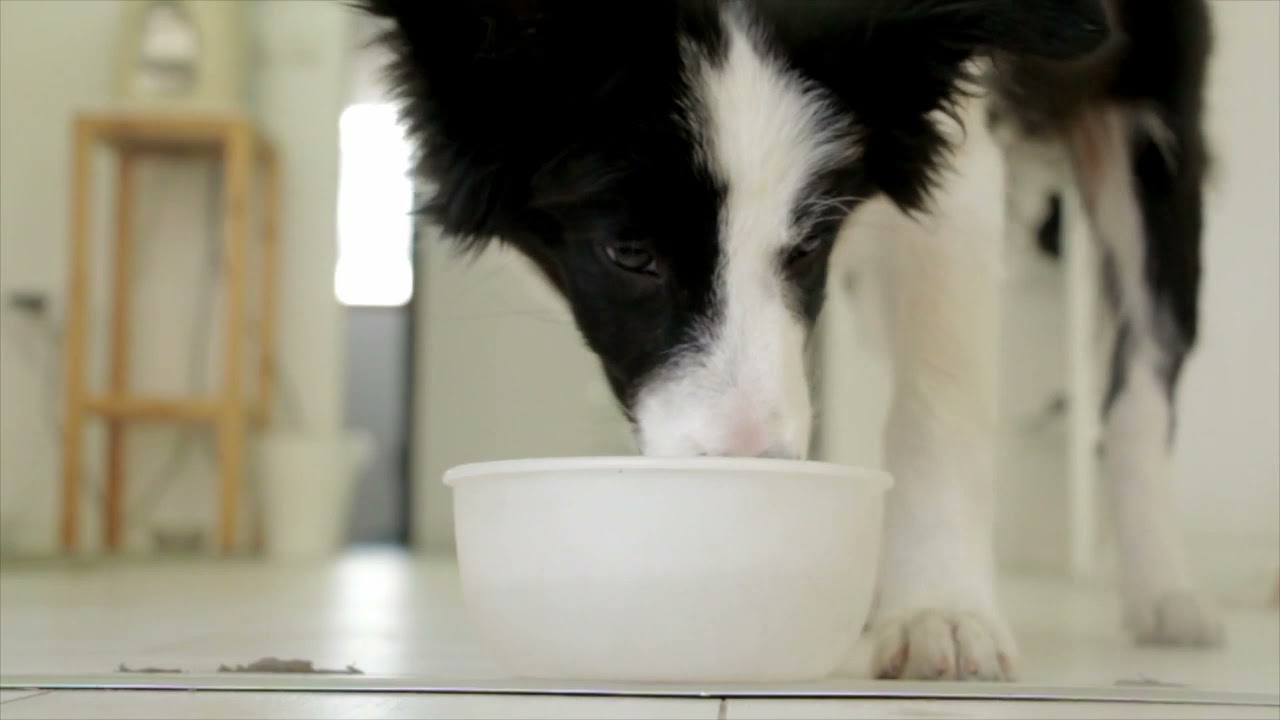 Sunrise dogs must eat healthy and treat good to live long