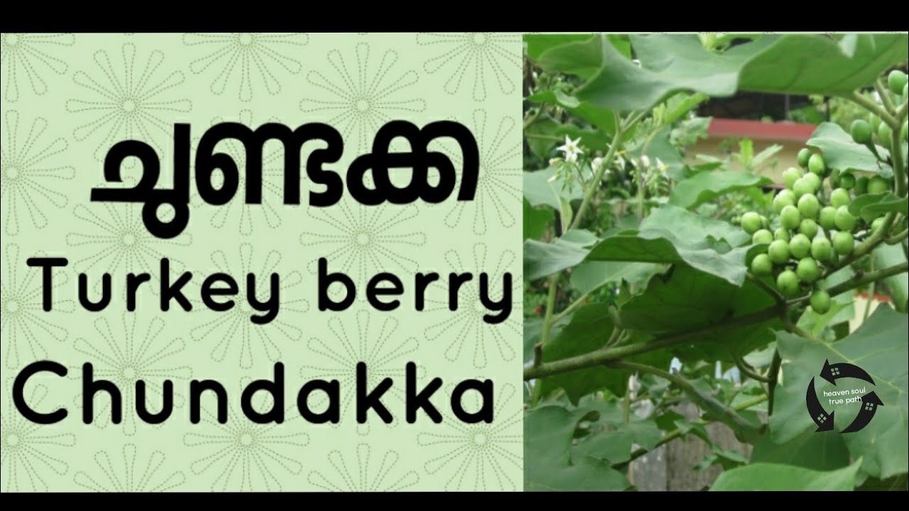 Chundakka/Turkey berry/ ചുണ്ടക്ക/ കുറച്ചു അറിവ്