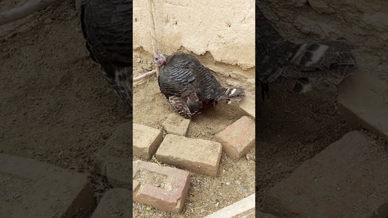 black turkey female laying first egg||turkey farming||male turkey#turkybirds #turkeyfarming #birds