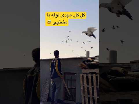 خلط أسطول 35 مع ناقلات الوقود شورت حمامة عالية التحليق حمامة