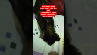 Hari pertama Anak Musang Makan Telur Rebus #musangjinak #musangpandan #musanglovers #viralshorts