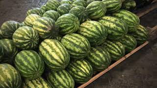 São Miguel, Açores