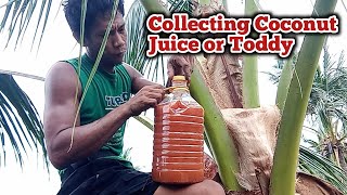 Collecting coconut toddy or coconut wine #satisfying