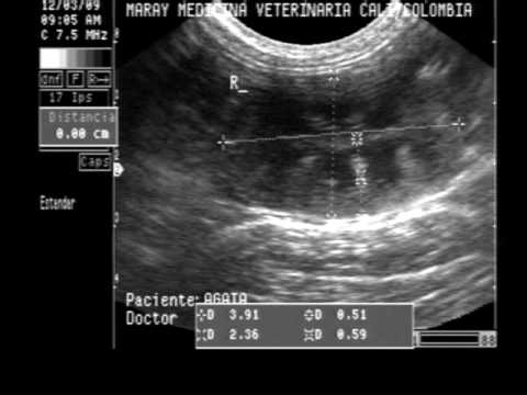 ECOGRAFIA VETERINARIA HIDRONEFROSIS , QUISTE RENAL - YouTube