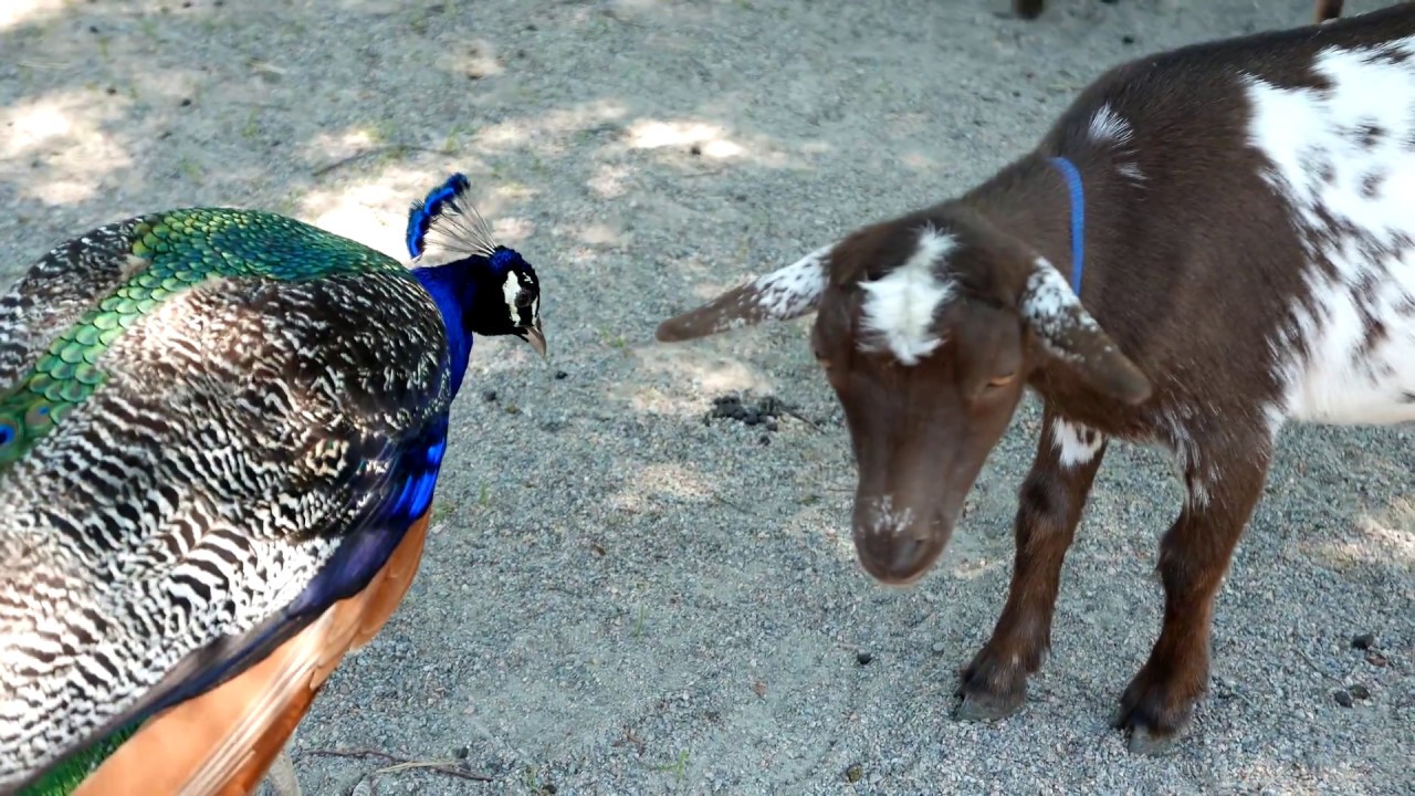 PYGMY GOATS VS PEACOCK! VIRGINIA ZOO (MAY 2017) YouTube